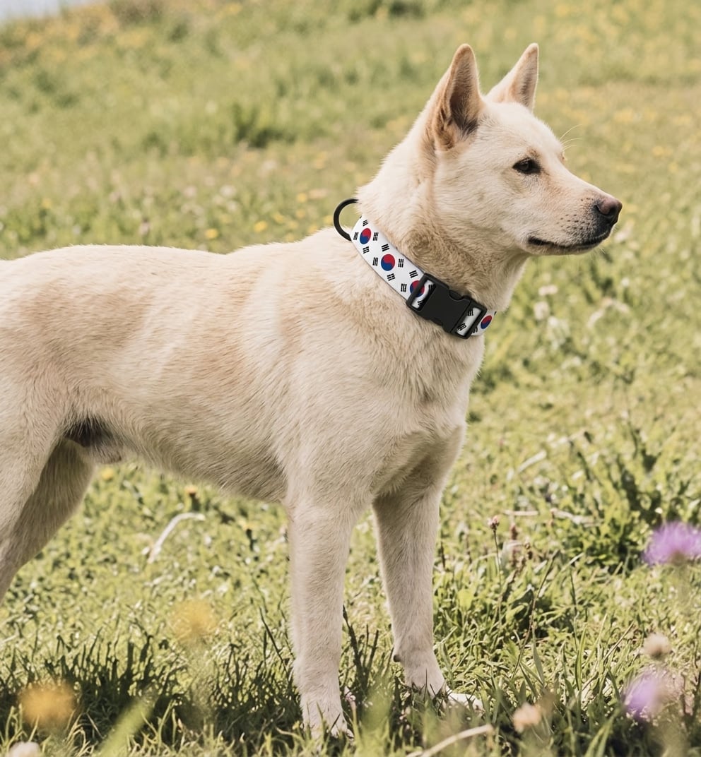 [amu-auto] south-korea/collar/shot-1